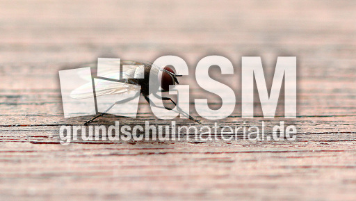 Stubenfliege (3).jpg